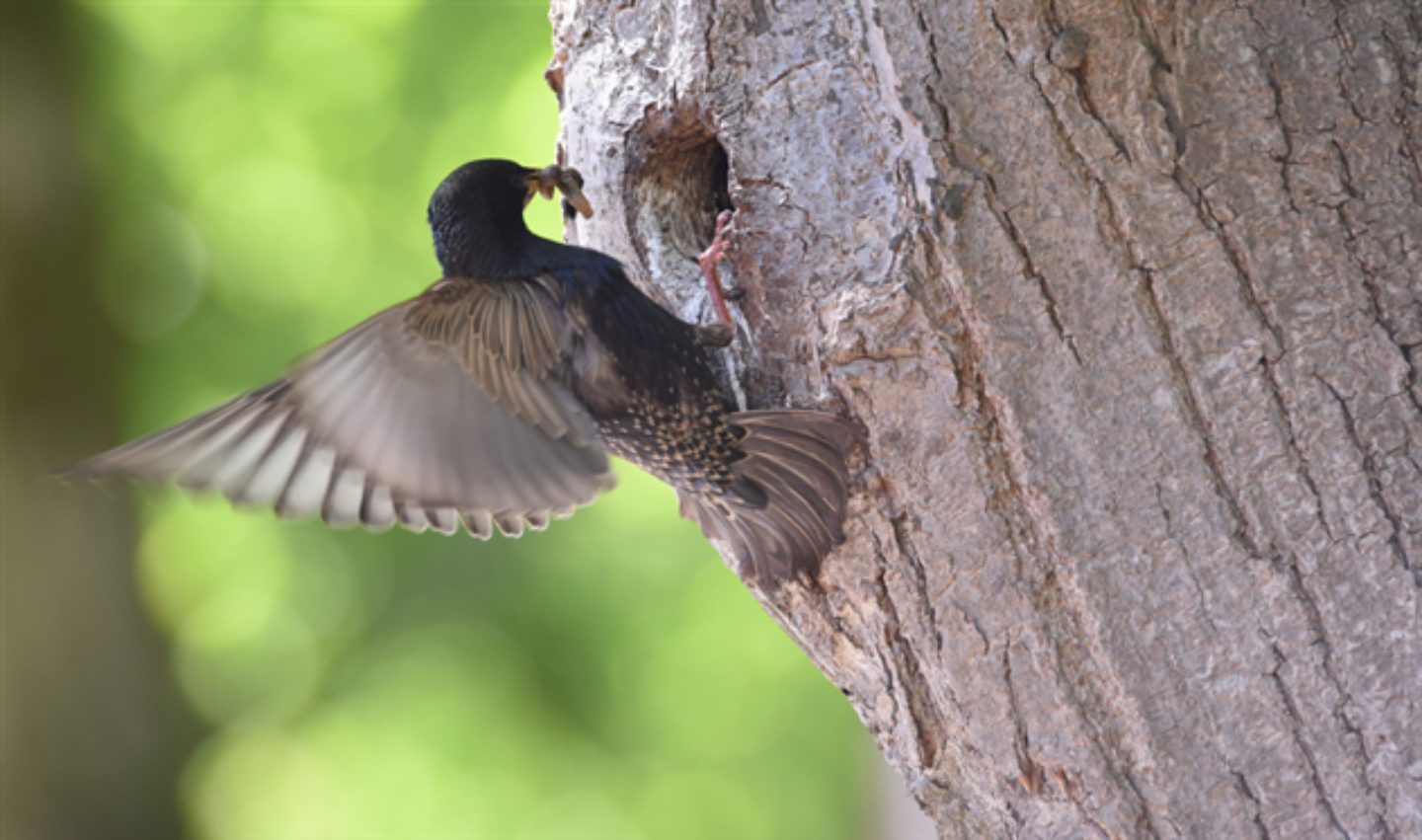 Hoe staat het met de natuur in het Drentse landschap? Basiskwaliteit Natuur Drenthe vertelt het.