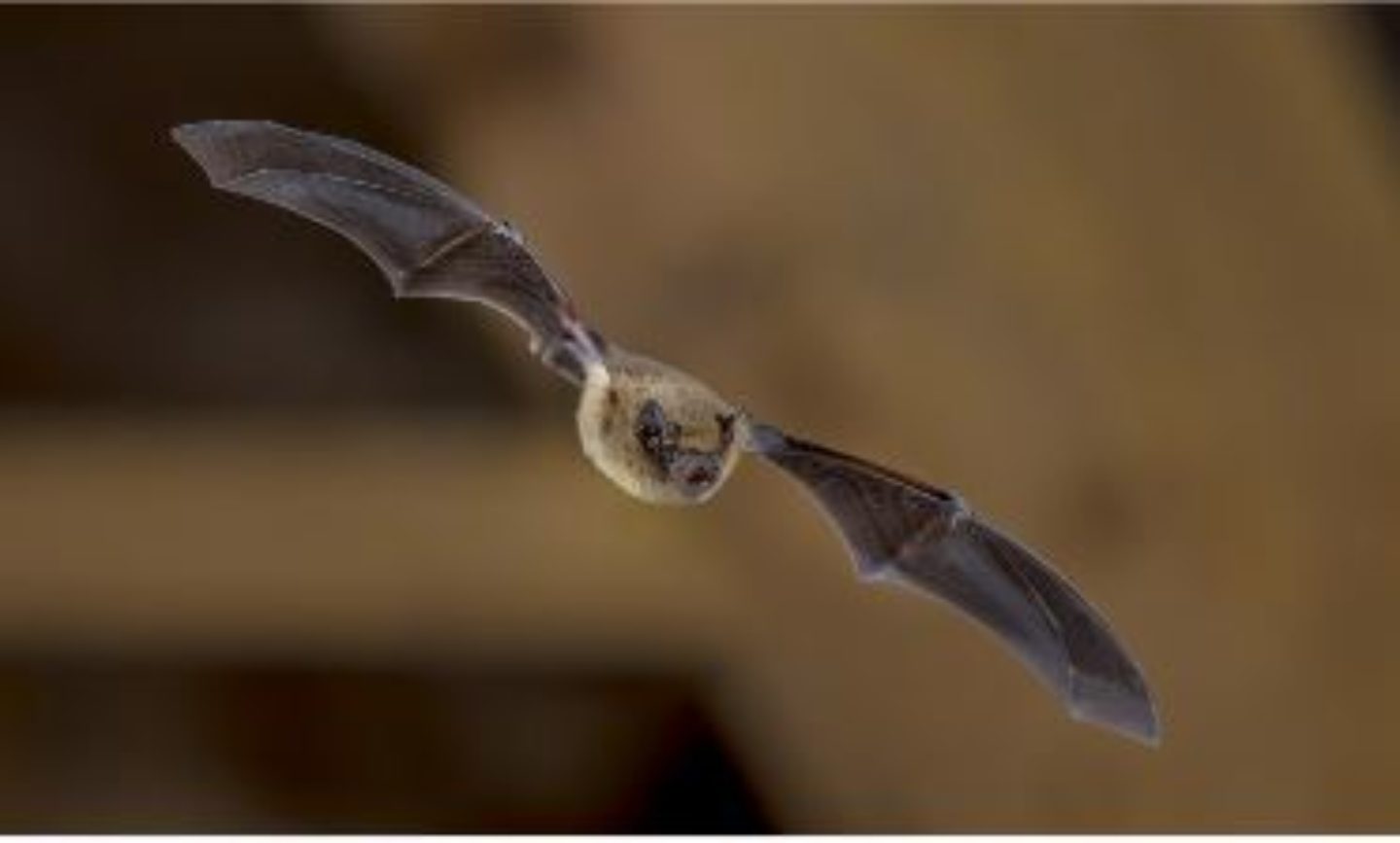 Vleermuisonderzoek Nienoordsingel gemeente Leek