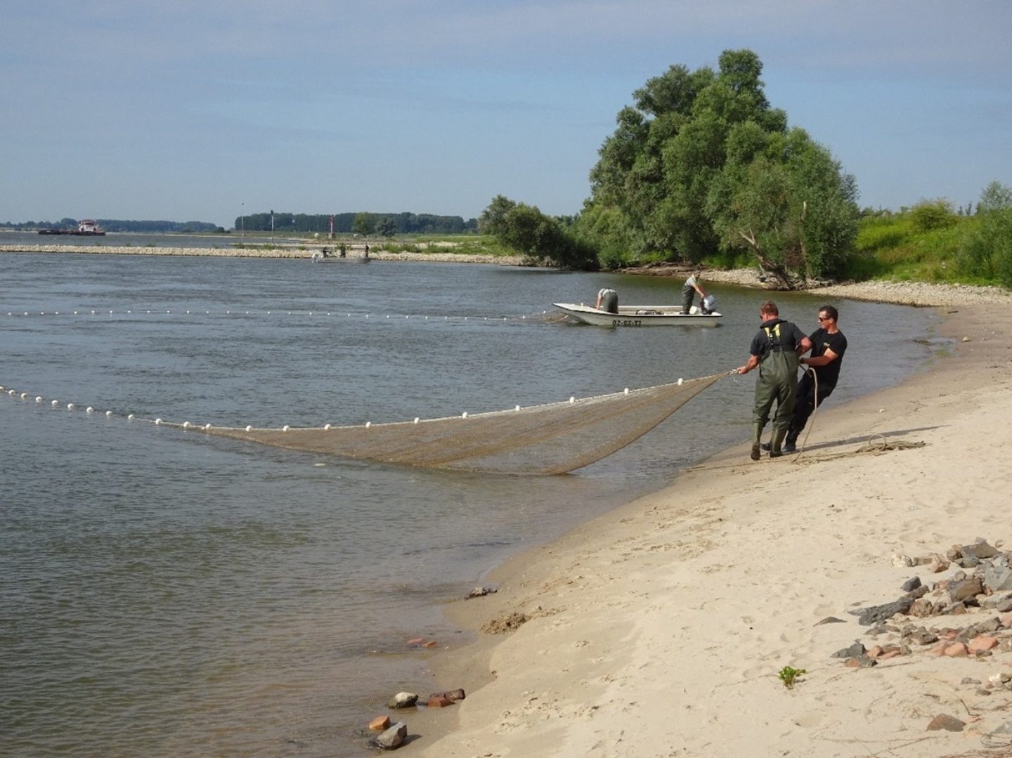 Onderzoek naar de kraamkamerfunctie van uiterwaarden in de Nederrijn en Lek