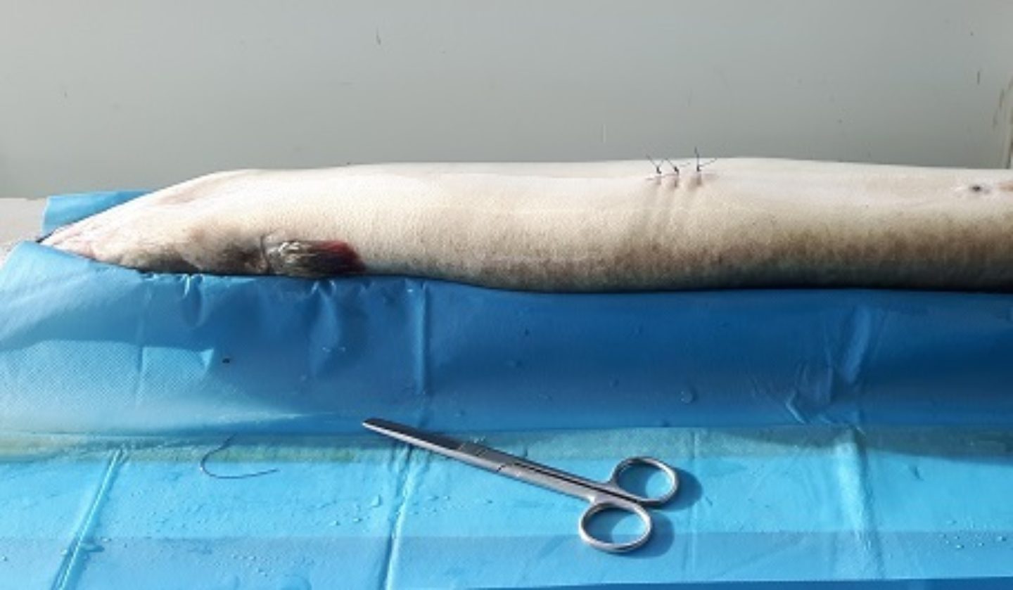 Telemetrisch onderzoek naar de paaimigratie van de Europese Aal