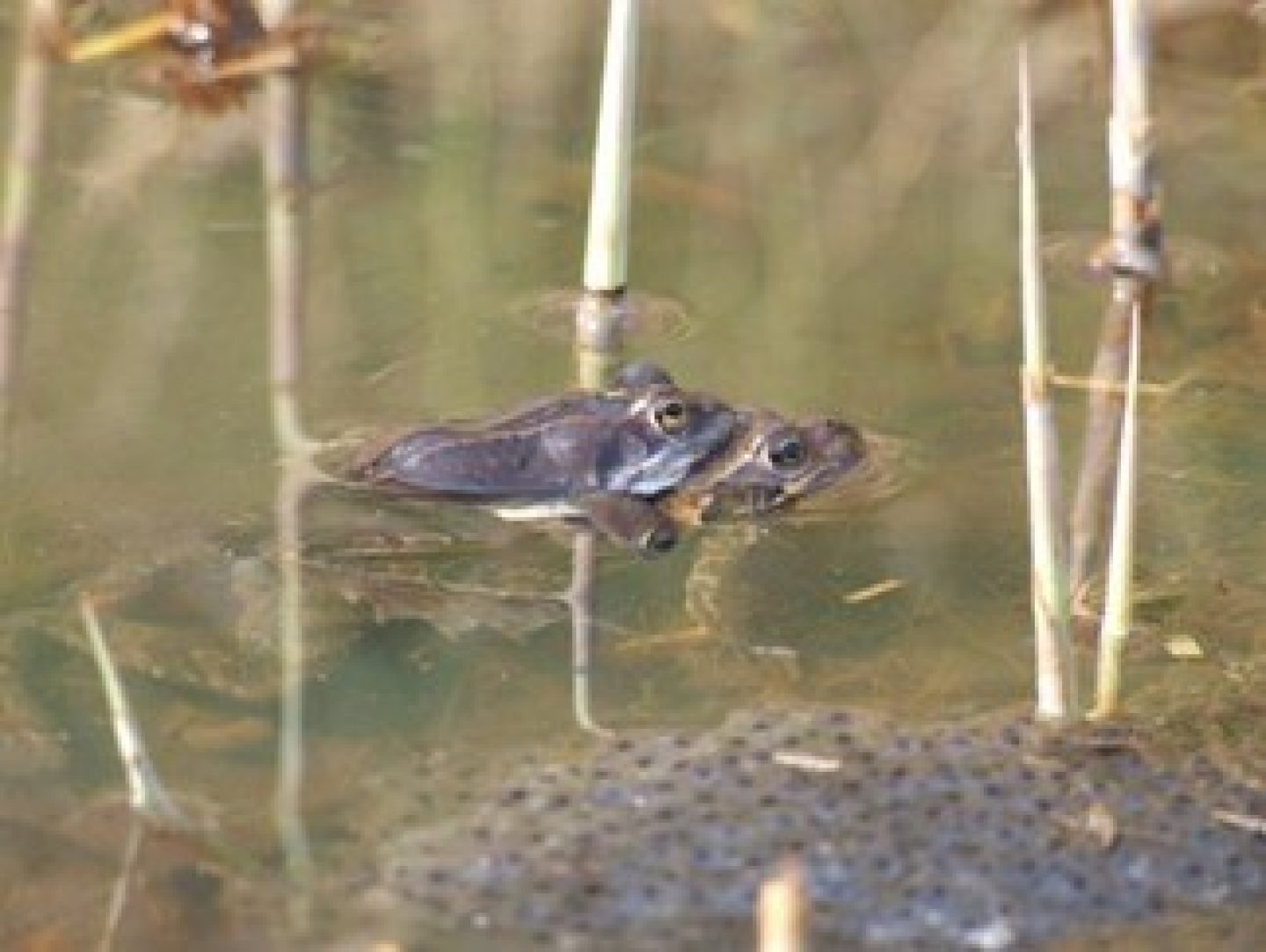 Ecologisch onderzoek Meerstad