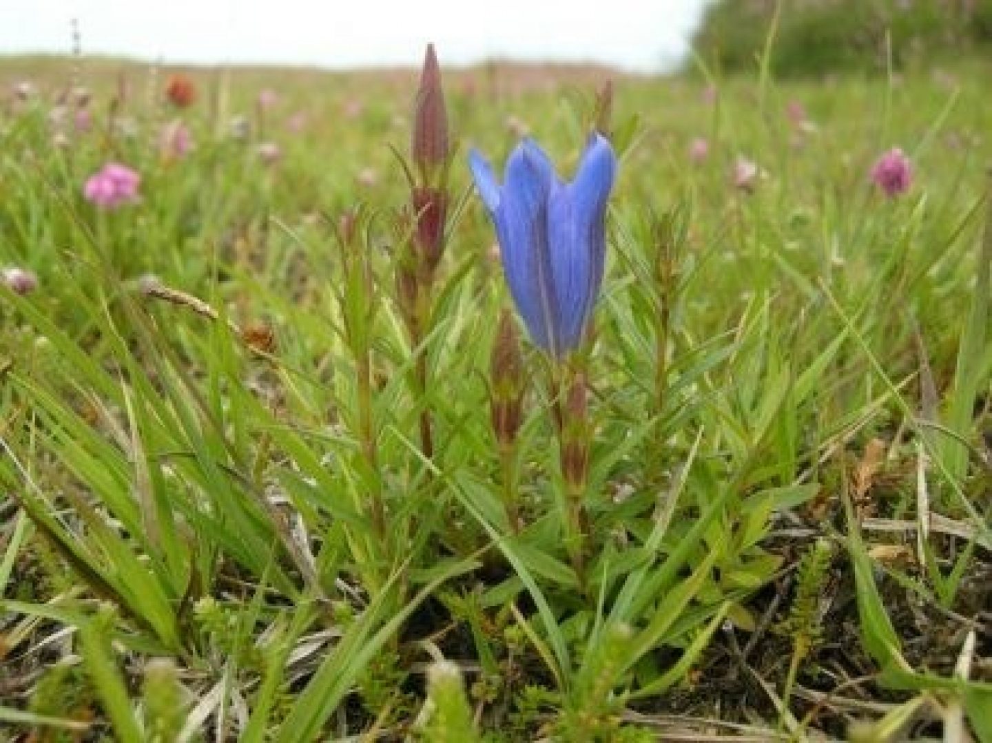 Florakartering Ameland