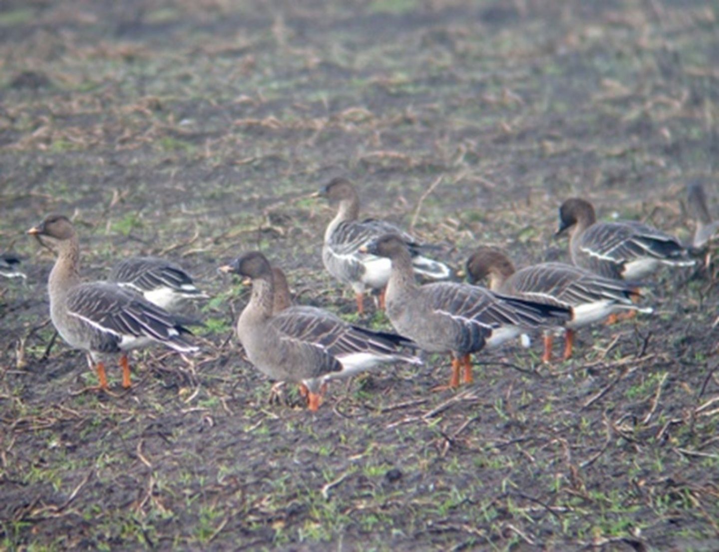 Onderzoek ganzen foerageergebieden Fochteloërveen