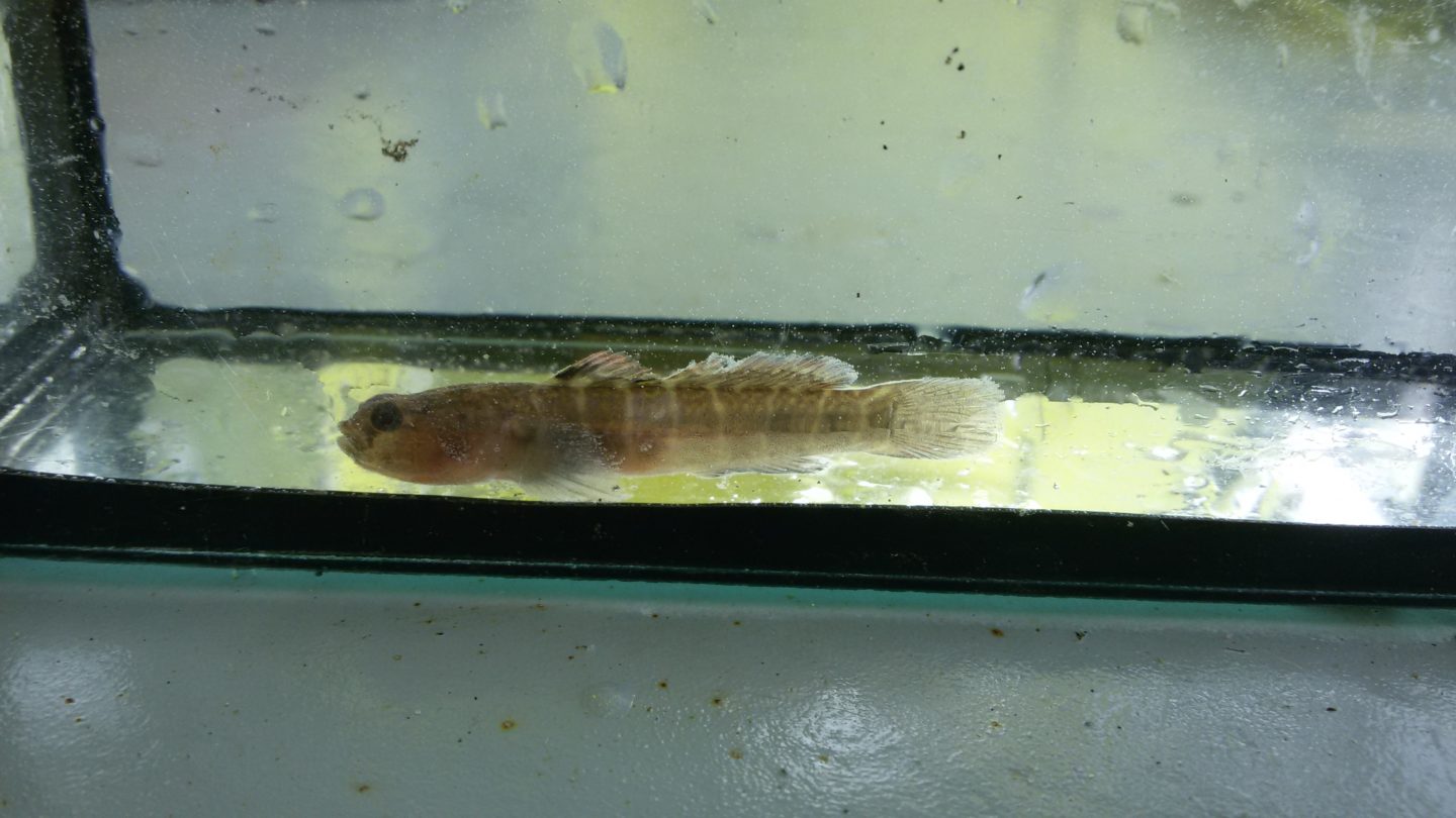 Monitoring ecologische ontwikkeling Nassauhaven en Persoonshaven