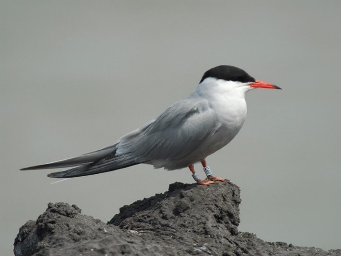 Passende Beoordeling Kwelderlandschap Marconi Buitendijks