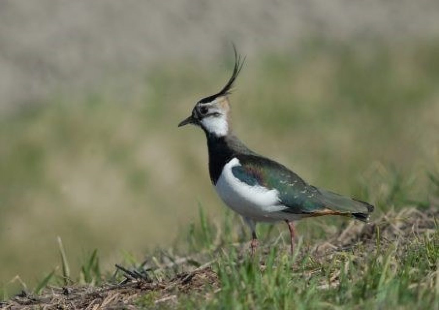 Subsidieaanvraag POP3 niet-productieve investeringen Drenthe