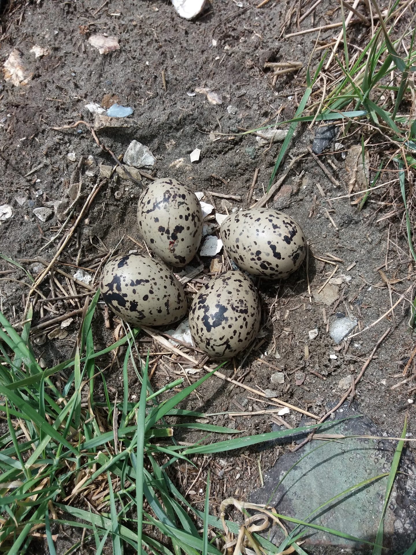 Ecologische begeleiding bouw Windpark Krammer