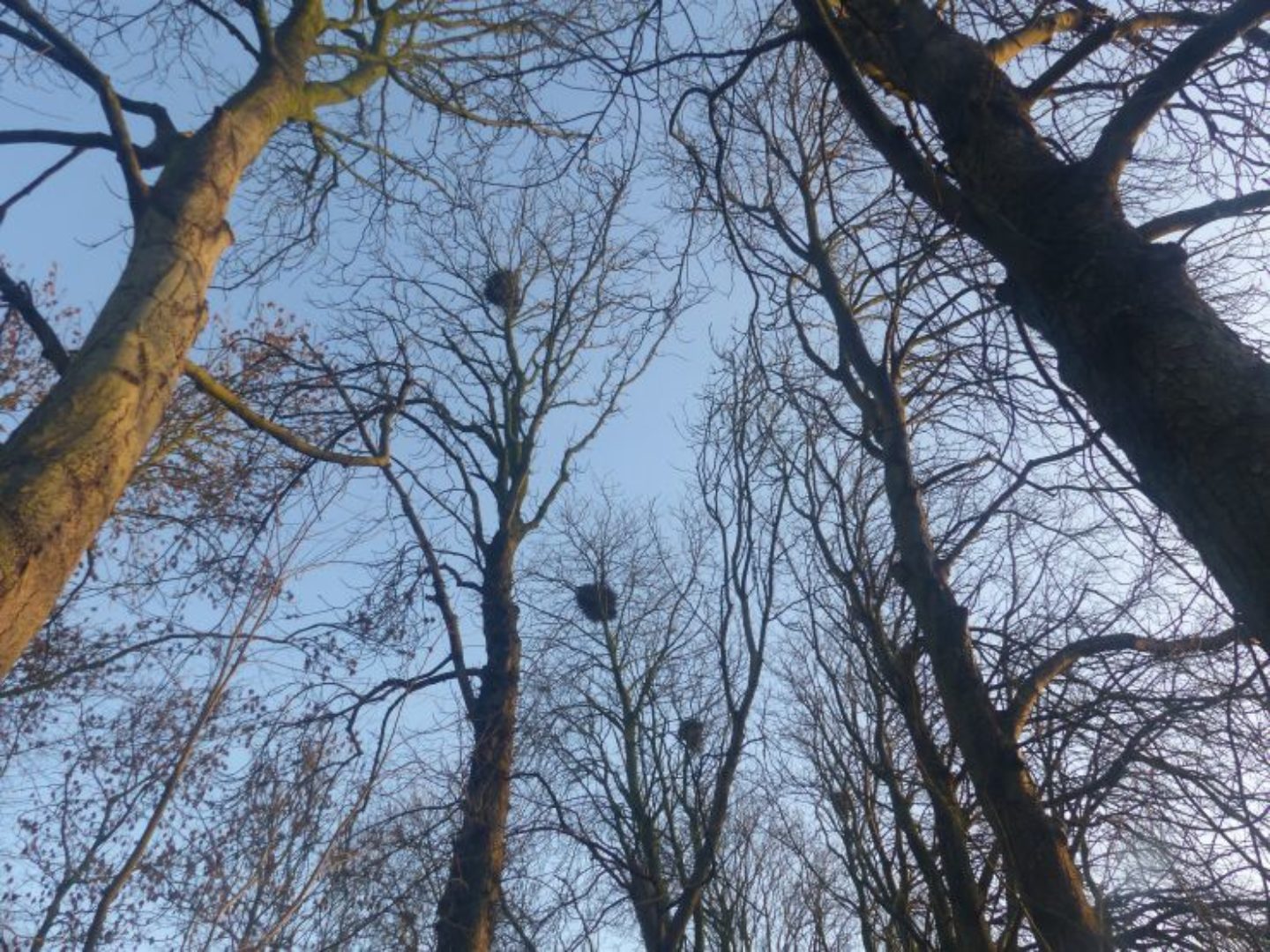 Quickscan voor kap van zieke kastanjebomen