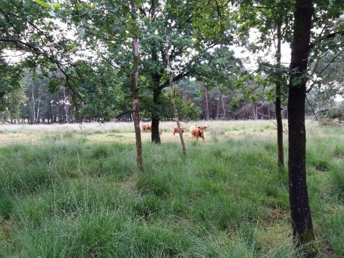 Ecologische ondersteuning gebiedsprocessen