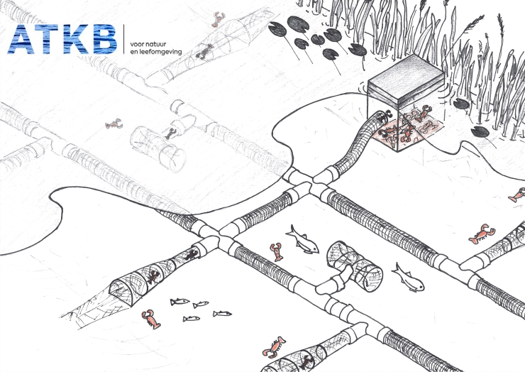 Kreeftencollector bestrijdt efficiënt uitheemse rivierkreeften