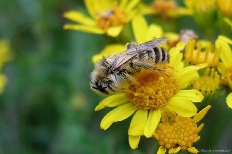 Advies zaadmengels kruidenrijke akkerranden