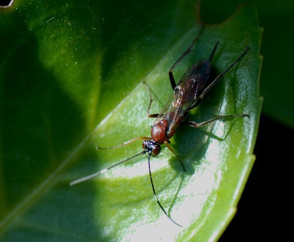 Duizend soorten in de tuin van Rudy