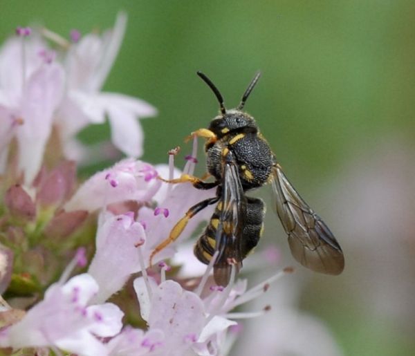Duizend soorten in de tuin van Rudy