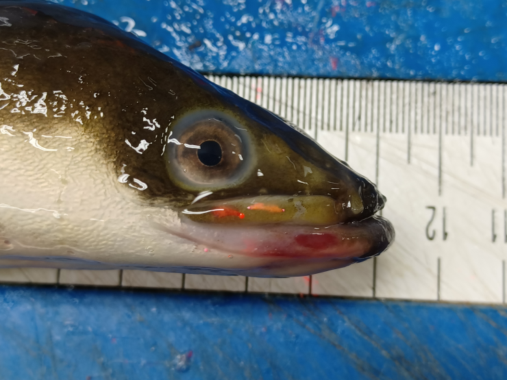 Speuren naar geknakte alen langs de Waal