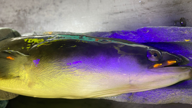 Speuren naar geknakte alen langs de Waal