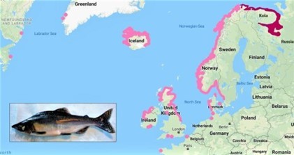 Paaigrond Bultrugzalm