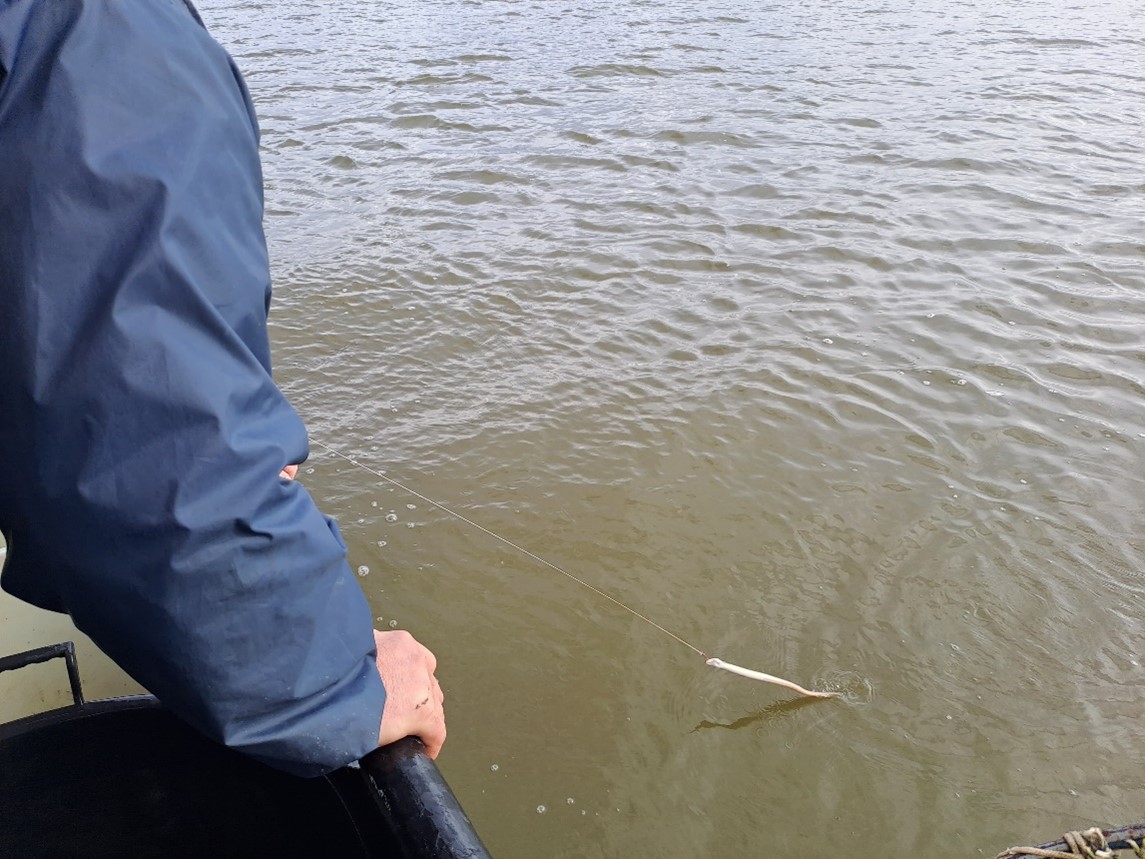 aal aan hoekwant die uit het water wordt gehaald