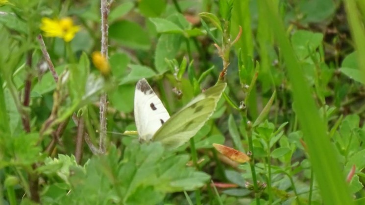 Een natuurinclusief distributiecentrum, hoe pakt dat uit?