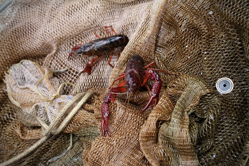 Proef systematisch verwijderen van rode Amerikaanse rivierkreeften uit de Molenpolder