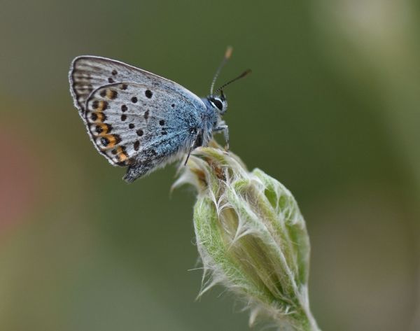 Duizend soorten in de tuin van Rudy