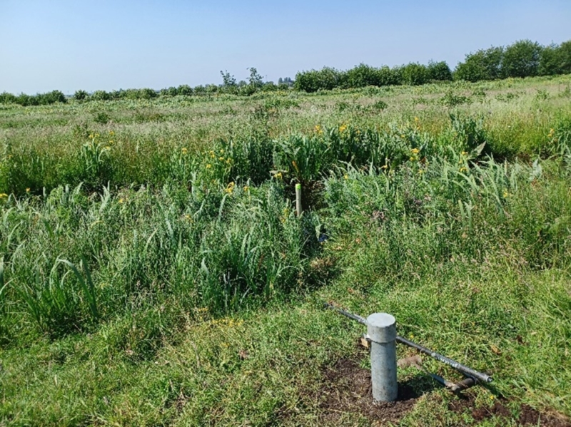 Wat doet verhogen van het waterpeil met oevers, vegetatie en grondwaterstand in een veenweidegebied?