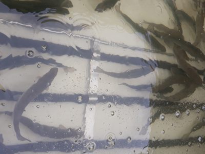 Afbeelding verwijderd.