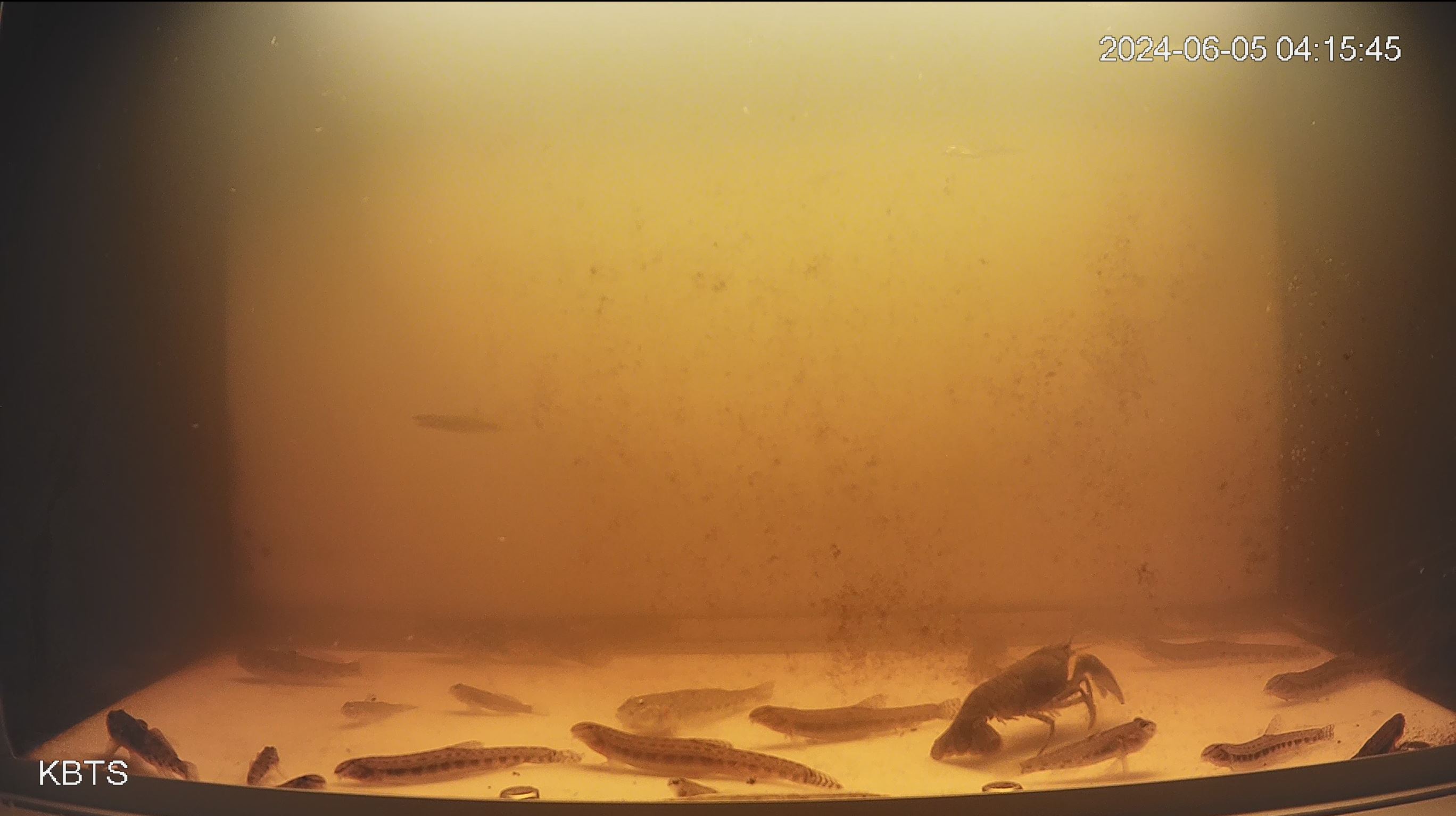 Beeld van onderwatercamera.