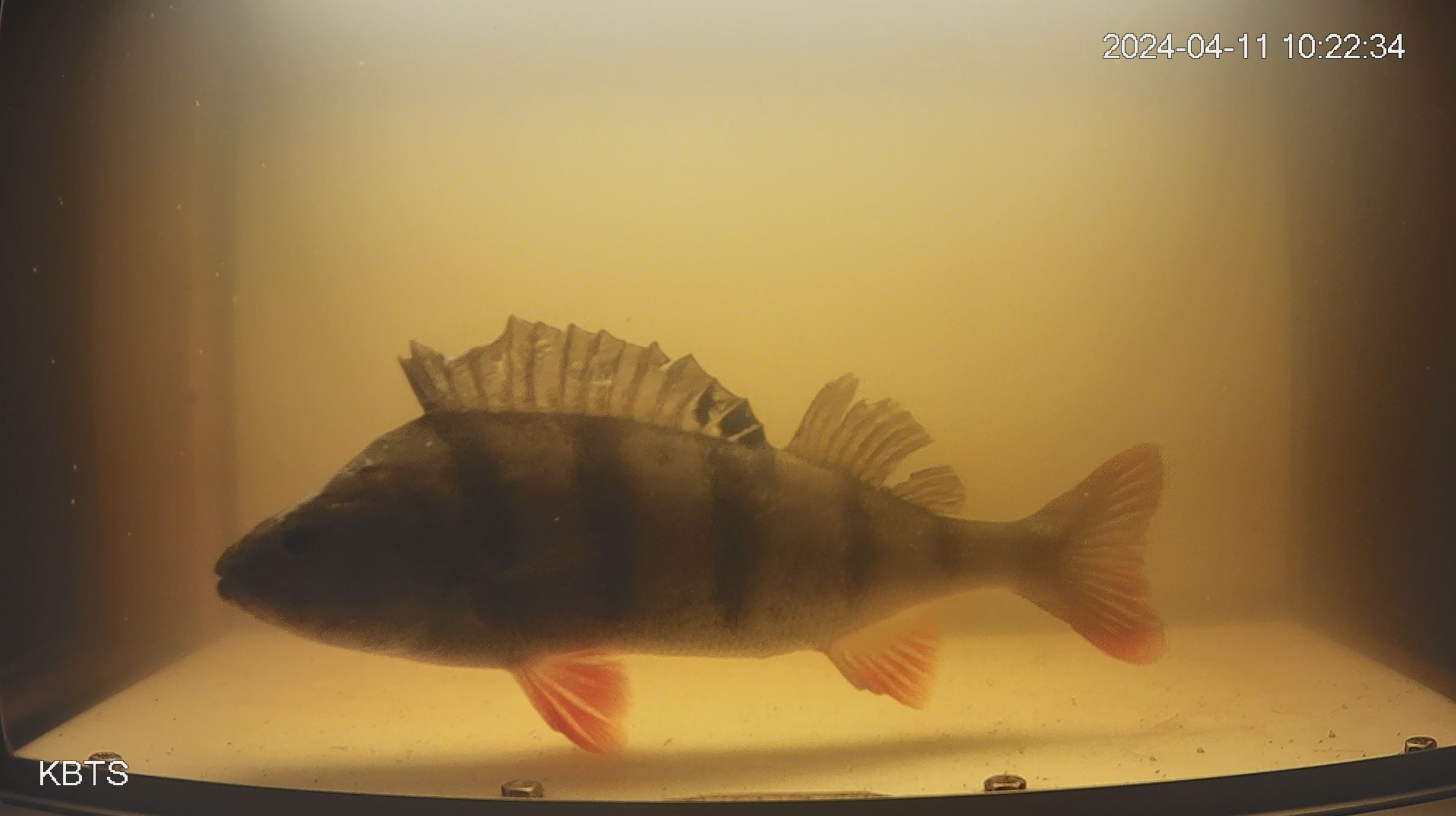 Vis duidelijk in beeld met onderwatercameratechnologie