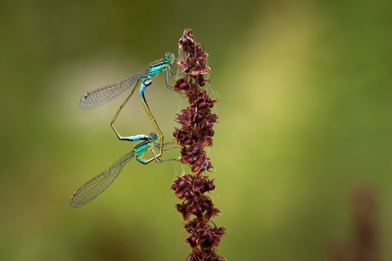 Torenvalken broeden bij distributiecentrum, dankzij BREEAM