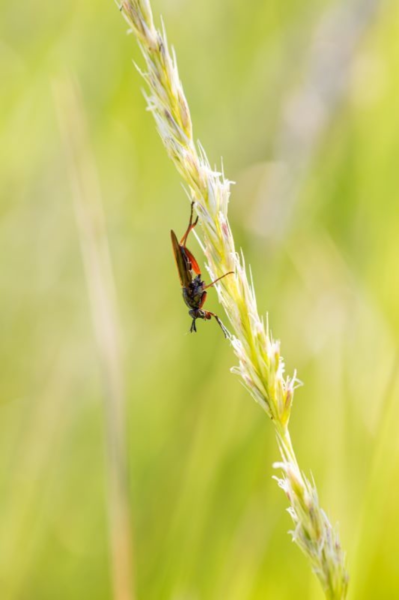 Torenvalken broeden bij distributiecentrum, dankzij BREEAM
