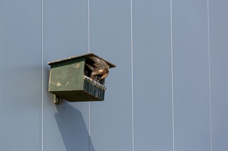 Torenvalken broeden bij distributiecentrum, dankzij BREEAM