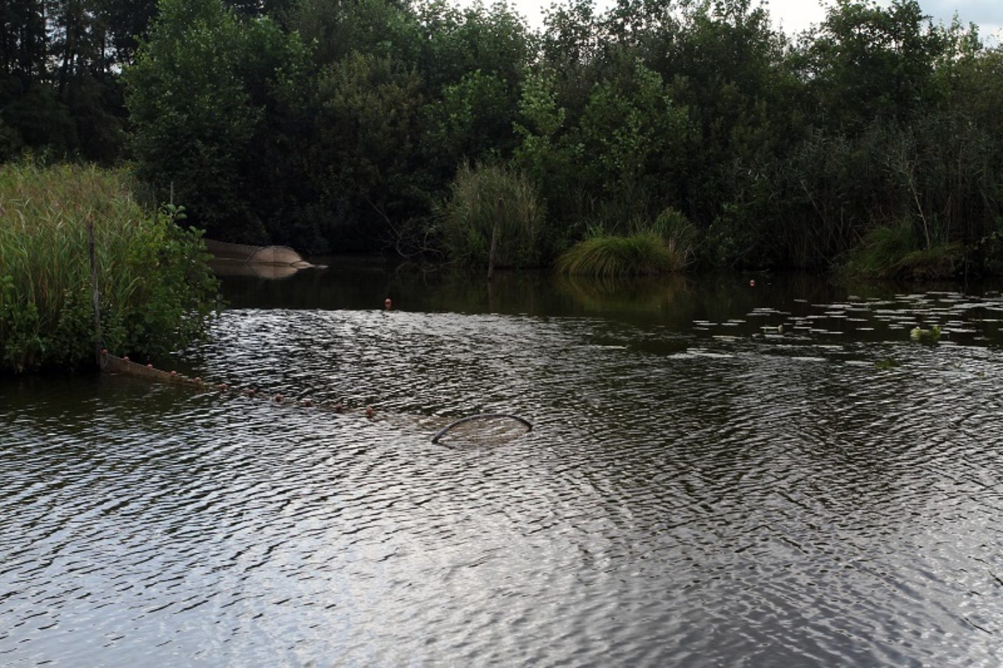 Proef systematisch verwijderen van rode Amerikaanse rivierkreeften uit de Molenpolder