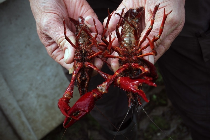 Proef systematisch verwijderen van rode Amerikaanse rivierkreeften uit de Molenpolder