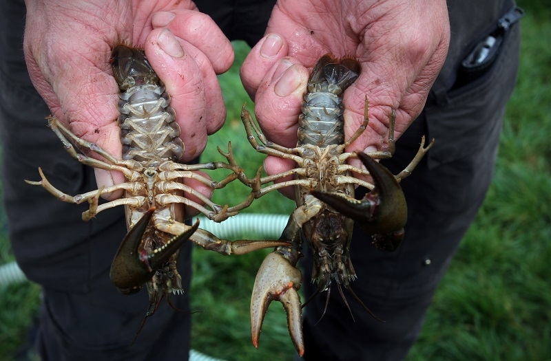 Proef systematisch verwijderen van rode Amerikaanse rivierkreeften uit de Molenpolder