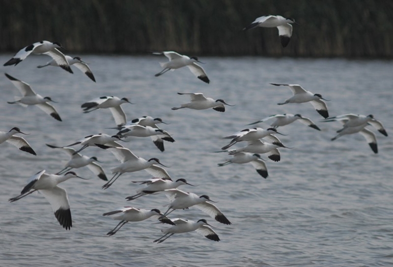 trekvogels eemshaven