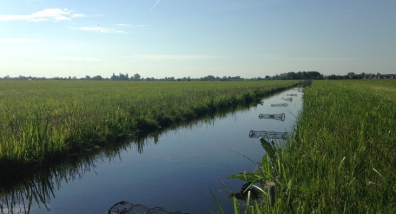 Wegvangen rivierkreeften heeft zin