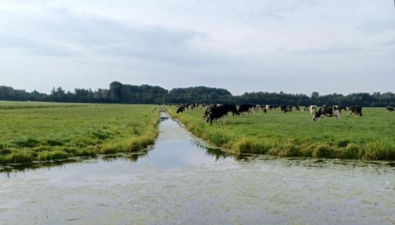 Wegvangen rivierkreeften heeft zin