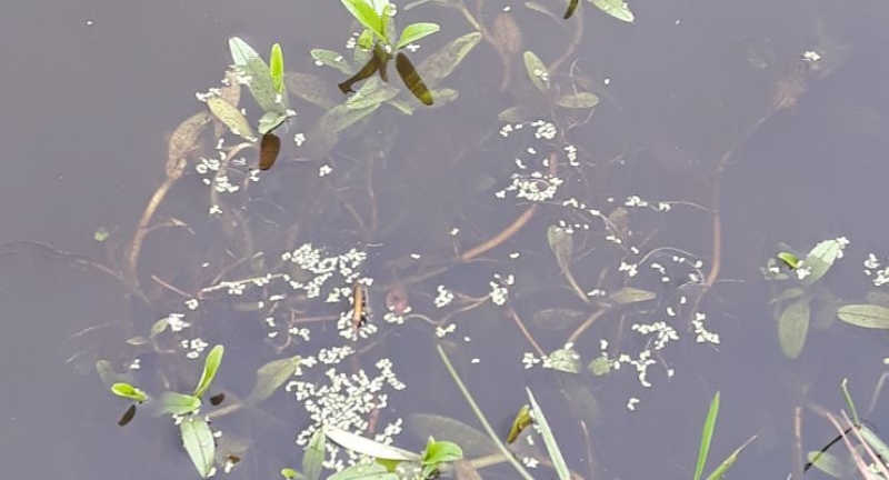 Wegvangen rivierkreeften heeft zin