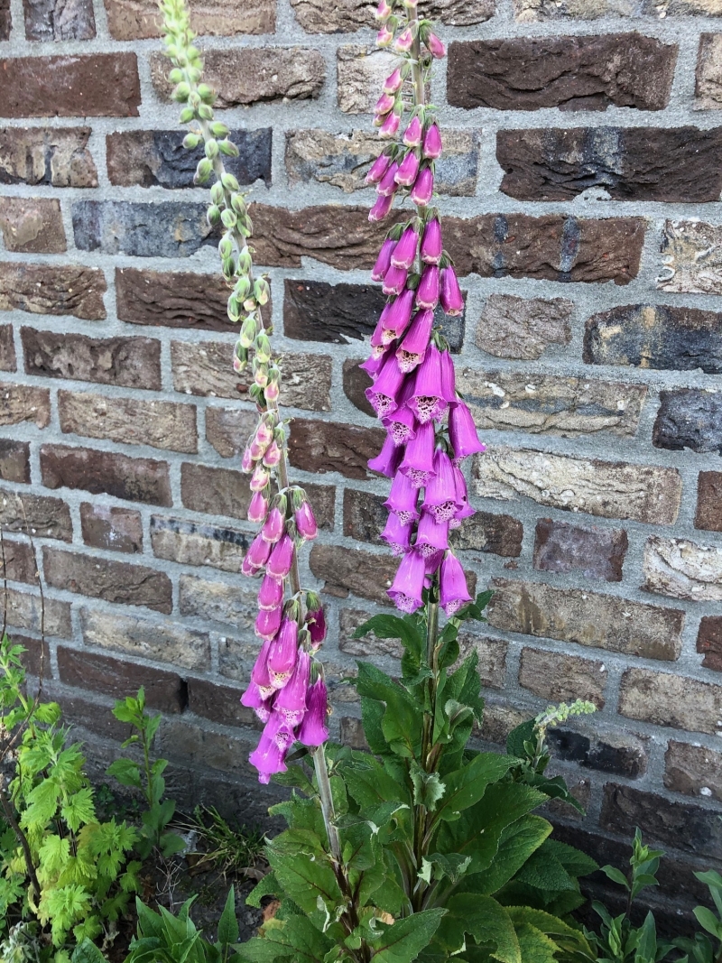 Wat doet u om grijs groener te maken?