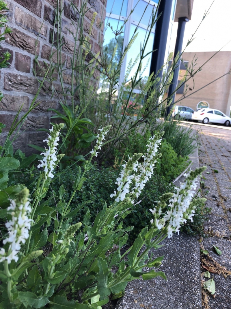 Wat doet u om grijs groener te maken?