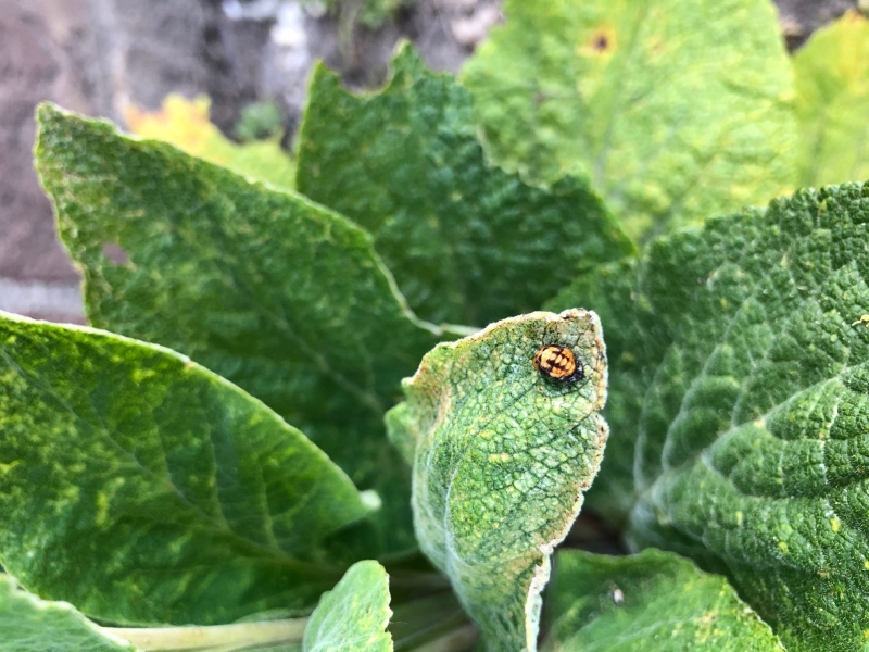 Wat doet u om grijs groener te maken?