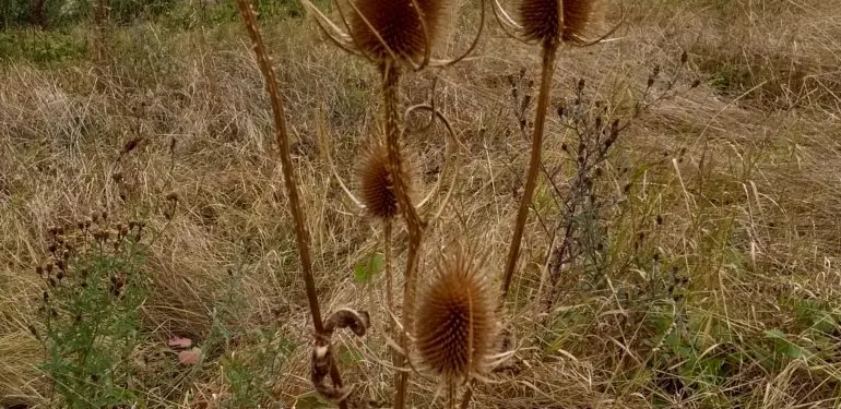 Inzicht in ecologische toestand Vonkerplas met Landschapsecologische Systeemanalyse (LESA)