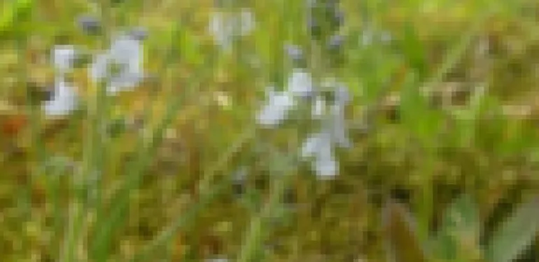 Bermbeheerplan gemeente Noordenveld