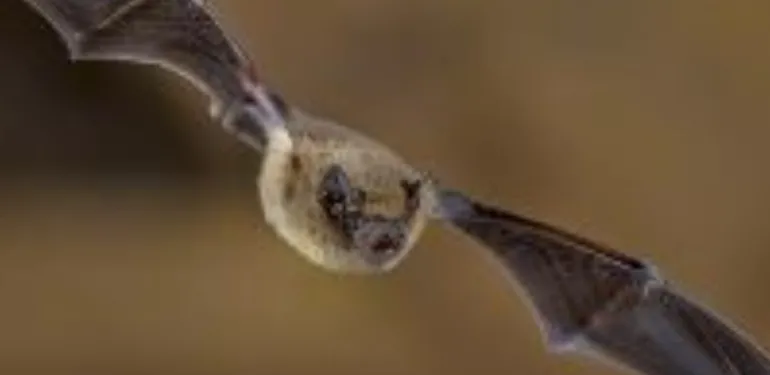 Vleermuisonderzoek Nienoordsingel gemeente Leek