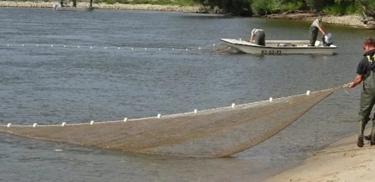 Onderzoek naar de kraamkamerfunctie van uiterwaarden in de Nederrijn en Lek
