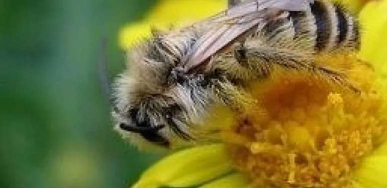 Advies zaadmengels kruidenrijke akkerranden