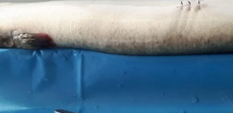 Telemetrisch onderzoek naar de paaimigratie van de Europese Aal