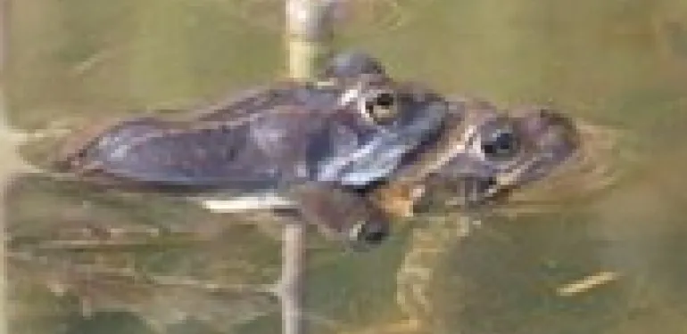 Ecologisch onderzoek Meerstad