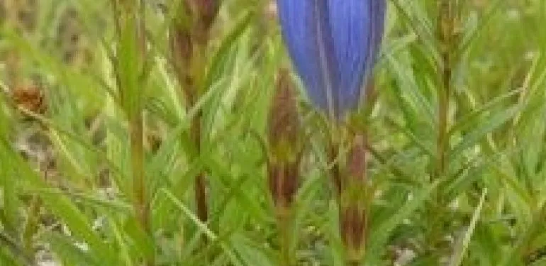 Florakartering Ameland