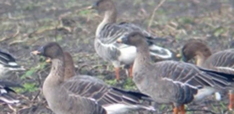 Onderzoek ganzen foerageergebieden Fochteloërveen